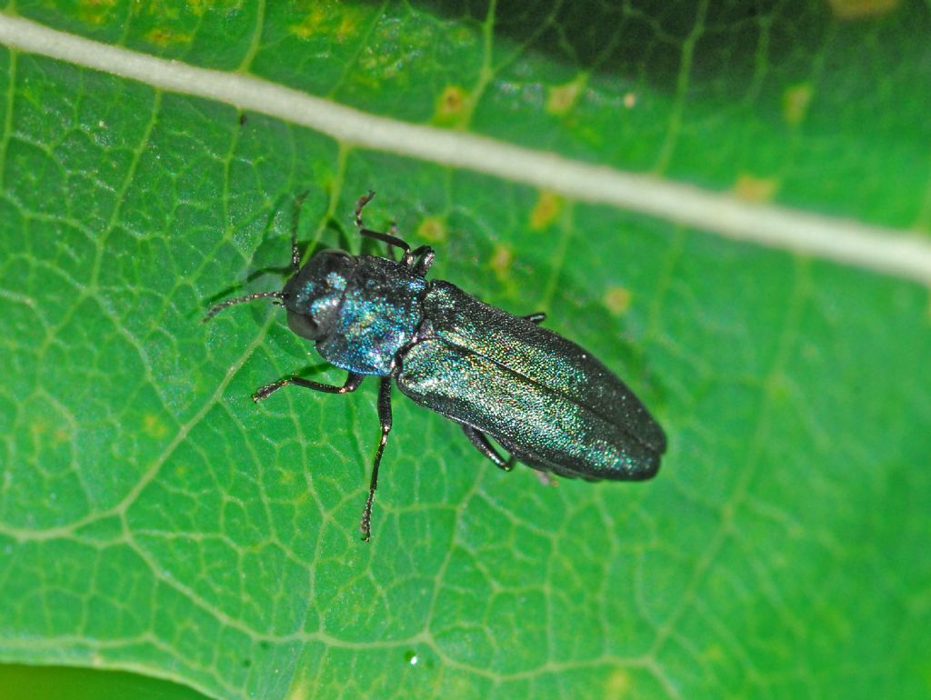 Buprestide blu: Agrilus sp.